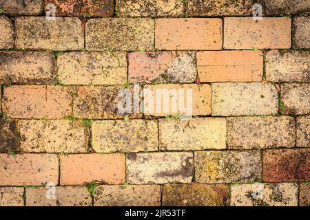 Closeup view of old, weathered brick paving, with plants growing in the cracks Stock Photo