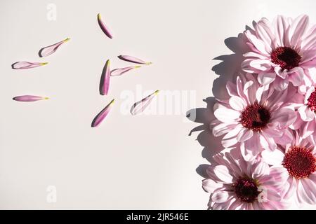 Purple chrysanthemum flowers with petals on the white background Stock Photo