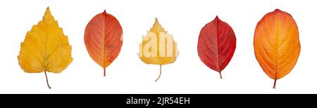 Multicolored fallen autumn leaves isolated on white background Stock Photo
