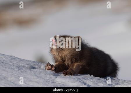 The close-up view of a blue arctic fox licking its nose in the snow-covered field Stock Photo