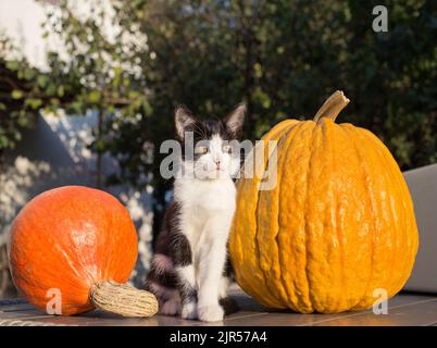 kitten sits between large bright orange pumpkins. Love for cats. Preparing for Halloween. Humor. autumn season Stock Photo