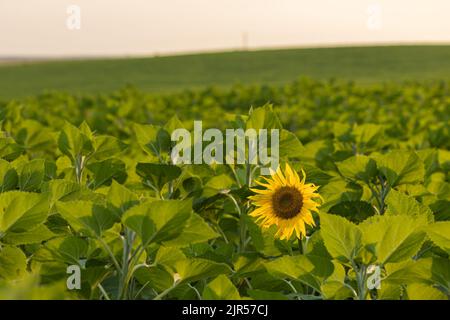 a sunflower in full bloom stands against the backdrop of a green field. High quality photo Stock Photo
