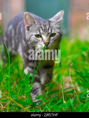 A vertical shot of adorable American Shorthair walking in green grass toward the camera Stock Photo