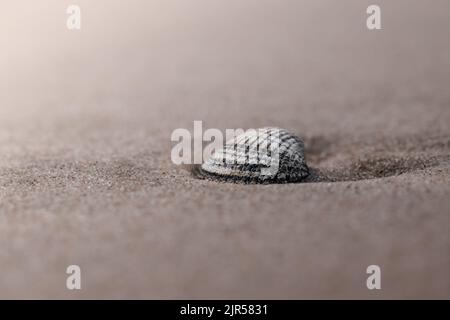 close-up of shell in the sand on the beach Stock Photo