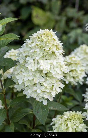 Hydrangea paniculata sort Limelight: hydrangea with green flowers blooms in the garden in summer Stock Photo