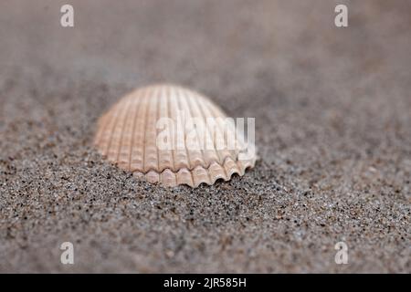 close-up of shell in the sand on the beach Stock Photo