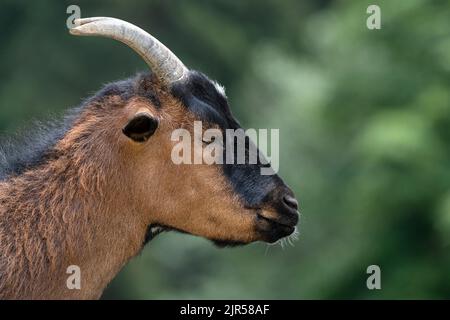 Head of a brown black goat (African Pygmy) Stock Photo