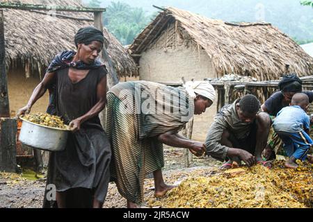 Artisanal production of palm oil called in local language 'Seketa' (Stir) under the rain by women of the village Mpety in Walikale, North Kivu (Eastern DR Congo), 15 December 2021.  Fabrication artisanale de l’huile de palme appelee en langue locale “Seketa“ (Remuer) sous la pluie par des femmes du village Mpety  a Walikale au Nord Kivu (Est de la RD Congo), le 15 Decembre 2021. Stock Photo