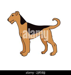 Vector hand drawn doodle sketch colored welsh terrier dog isolated on white background Stock Vector