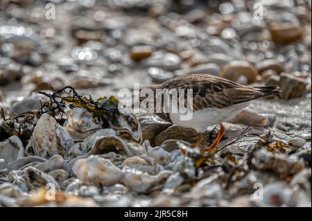 A seabird named Tournepierre searches for food on the edge of the Atlantic Ocean in France Stock Photo
