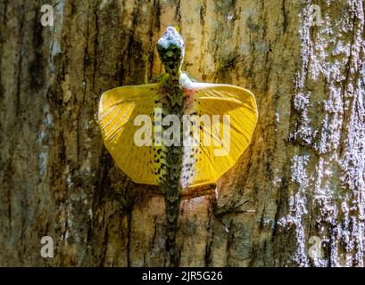 An endemic Sulawesi Lined Gliding Lizard (Draco spilonotus) in display with bright yellow patagia open. Tangkoko National Park, Sulawesi, Indonesia. Stock Photo