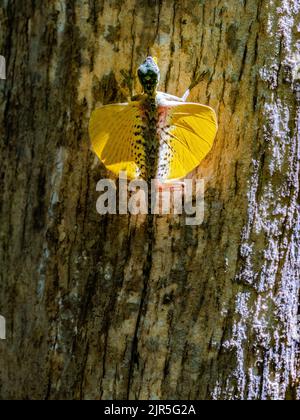 An endemic Sulawesi Lined Gliding Lizard (Draco spilonotus) in display with bright yellow patagia open. Tangkoko National Park, Sulawesi, Indonesia. Stock Photo