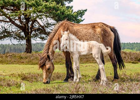 Wild New Forest Pony Mare with foal at New Forest Wildlife Park, England Stock Photo