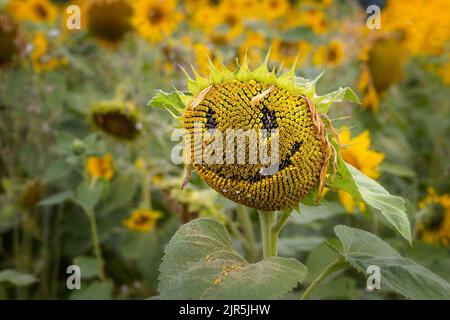 Sunflower (Helianthus) Stock Photo