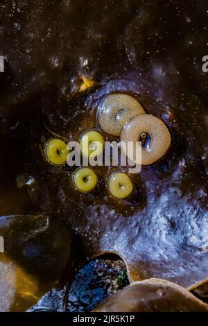 Northern Lacuna, Lacuna vincta, snail eggs on kelp at Tongue Point in Salt Creek Recreation Area along the Strait of Juan de Fuca, Olympic Peninsula, Stock Photo