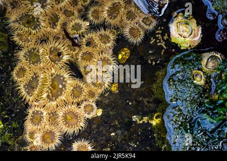 Aggregating Anemone, Anthopleura elegantissima, colony at Tongue Point in Salt Creek Recreation Area along the Strait of Juan de Fuca, Olympic Peninsu Stock Photo