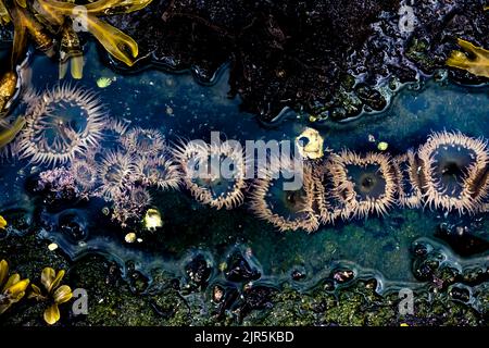 Aggregating Anemone, Anthopleura elegantissima, colony at Tongue Point in Salt Creek Recreation Area along the Strait of Juan de Fuca, Olympic Peninsu Stock Photo