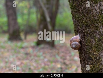 Empty snail house or shell of a dead snail of orange and brown color on the bark of a tree with moss in the forest Stock Photo