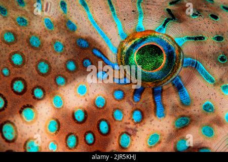Pearl toby (Canthigaster margaritata), eye detail, Sinai, Egypt, Red Sea Stock Photo