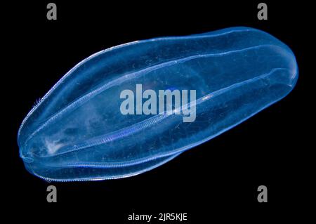 Iridescence Comb Jelly (Beroe cucumis), Gulen, Sogn og fjordane, Norway, North Atlantic Ocean, Europe Stock Photo