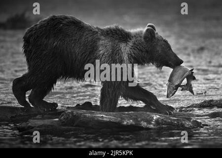 A closeup grayscale shot of a brown bear holding a fish in its month and standing near a flowing river Stock Photo