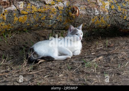 A white cat with gray and black spots lies on the ground under a log with yellow lichens on the bark, the cat relaxes in nature in autumn Stock Photo