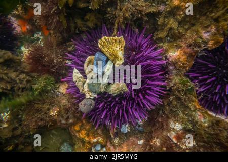 Purple Sea Urchin, Strongylocentrotus purpuratus, attached shells and rocks as protection, at Tongue Point in Salt Creek Recreation Area along the Str Stock Photo