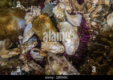 Purple Sea Urchin, Strongylocentrotus purpuratus, attached shells and rocks as protection, at Tongue Point in Salt Creek Recreation Area along the Str Stock Photo