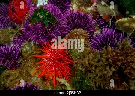Purple and Red Sea Urchins at Tongue Point in Salt Creek Recreation Area along the Strait of Juan de Fuca, Olympic Peninsula, Washington State, USA Stock Photo