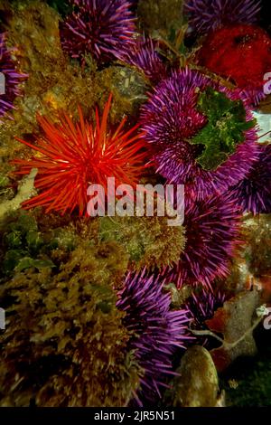 Purple and Red Sea Urchins at Tongue Point in Salt Creek Recreation Area along the Strait of Juan de Fuca, Olympic Peninsula, Washington State, USA Stock Photo