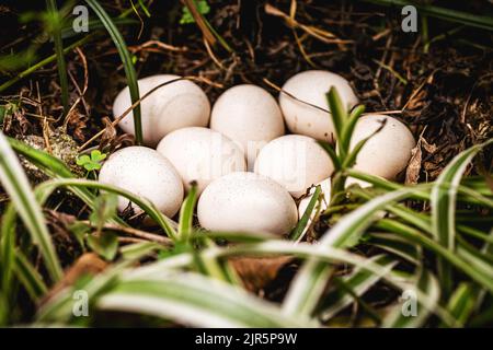 free range hens eggs nest, in the open air, eggs in nature, real hen's nest in nature, eggs on the ground Stock Photo