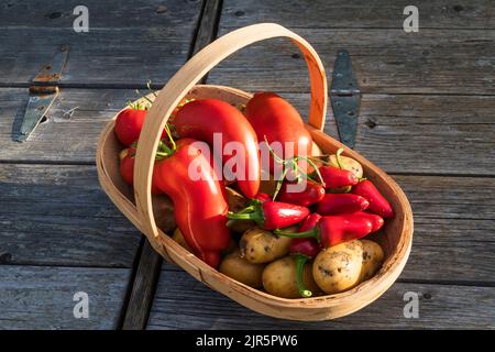 A trug of picked home grown vegetables - Charlotte potatoes, Jalapeno chillis and San Marzano tomatoes. Stock Photo