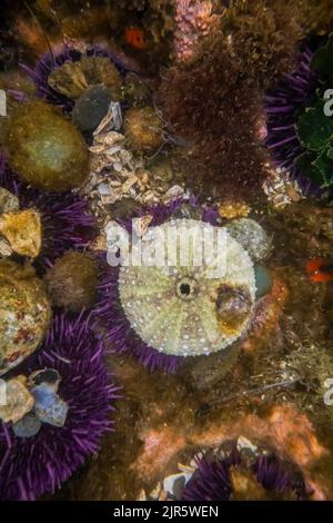 Purple Sea Urchin, Strongylocentrotus purpuratus, attached an old skeleton as protection, at Tongue Point in Salt Creek Recreation Area along the Stra Stock Photo