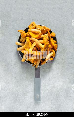 Edible raw woodland mushroom Chanterelle with a yellow funnel-shaped cap. Nutrition food. Raw mushrooms. Stock Photo