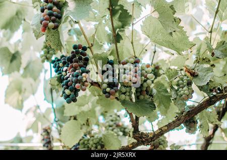 Bunches of ripe and unripe grapes growing on a grapevine Stock Photo