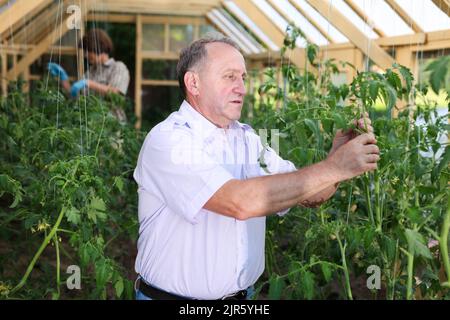 Portrait of confident farmers engaged in cultivation of organic tomato in greenhouse Stock Photo