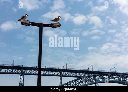 Seagulls on lamp post near Pont Luiz 1 bridge over the River Douro Porto Portugal which was designed by Theophile Seyrig a partner of Gustave Eiffel Stock Photo