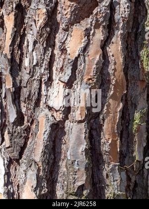 texture of dry pine trunk in summer. Texture and graphic resources Stock Photo