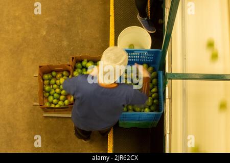 a man in an industrial warehouse, storing tomatoes in cardboard boxes, after going through the quality process Stock Photo