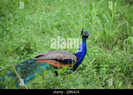 Indian peacock standing on grass filed in New Delhi zoo, India. Stock Photo