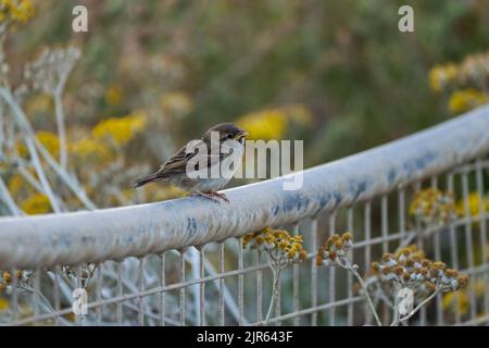 Juvenile House Sparrow-Passer domesticus begs for food. Stock Photo