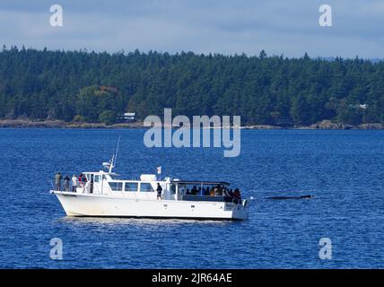 FRIDAY HARBOR, WA -1 OCT 2021- View of a whale watching cruise near Friday Harbor, San Juan Islands, Washington State, United States. Stock Photo