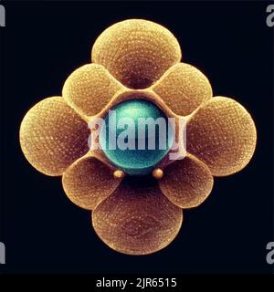 Abstraction and metamorphism with a unique pattern Stock Vector