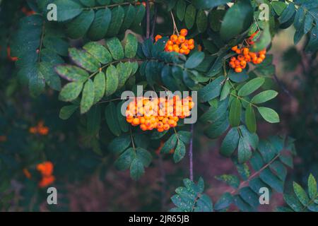 Orange berries in clusters. Sorbus aucuparia, known as the rowan or mountain ash tree. Stock Photo