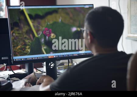 (220822) -- CHENGDU, Aug. 22, 2022 (Xinhua) -- Photo taken on Aug. 17, 2022 shows researcher Hu Jun checking a picture of Euonymus aquifolium at Chengdu Institute of Biology under the Chinese Academy of Sciences in southwest China's Sichuan Province. According to the Chengdu Institute of Biology under the Chinese Academy of Sciences (CAS), researchers have rediscovered a critically endangered plant, Euonymus aquifolium, during China's second scientific research survey on the Qinghai-Tibet Plateau. Euonymus aquifolium is a rare and vegetatively distinctive species, and the rediscovery by Chi Stock Photo