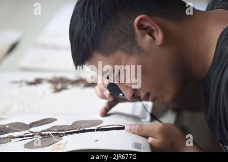 (220822) -- CHENGDU, Aug. 22, 2022 (Xinhua) -- Photo taken on Aug. 17, 2022 shows researcher Hu Jun checking specimens at Chengdu Institute of Biology under the Chinese Academy of Sciences in southwest China's Sichuan Province. According to the Chengdu Institute of Biology under the Chinese Academy of Sciences (CAS), researchers have rediscovered a critically endangered plant, Euonymus aquifolium, during China's second scientific research survey on the Qinghai-Tibet Plateau. Euonymus aquifolium is a rare and vegetatively distinctive species, and the rediscovery by Chinese researchers uncove Stock Photo