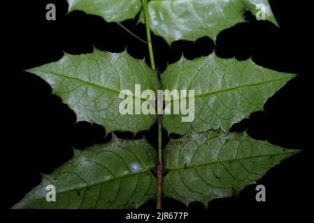 (220822) -- CHENGDU, Aug. 22, 2022 (Xinhua) -- Photo taken by researcher Hu Jun on Aug. 10, 2021 shows the leaves of Euonymus aquifolium in the wild. According to the Chengdu Institute of Biology under the Chinese Academy of Sciences (CAS), researchers have rediscovered a critically endangered plant, Euonymus aquifolium, during China's second scientific research survey on the Qinghai-Tibet Plateau. Euonymus aquifolium is a rare and vegetatively distinctive species, and the rediscovery by Chinese researchers uncovered the only presently confirmed living individuals more than 110 years after Stock Photo