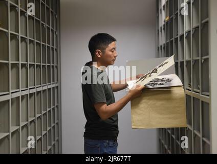 (220822) -- CHENGDU, Aug. 22, 2022 (Xinhua) -- Photo taken on Aug. 17, 2022 shows researcher Hu Jun checking specimens at Chengdu Institute of Biology under the Chinese Academy of Sciences in southwest China's Sichuan Province. According to the Chengdu Institute of Biology under the Chinese Academy of Sciences (CAS), researchers have rediscovered a critically endangered plant, Euonymus aquifolium, during China's second scientific research survey on the Qinghai-Tibet Plateau. Euonymus aquifolium is a rare and vegetatively distinctive species, and the rediscovery by Chinese researchers uncove Stock Photo