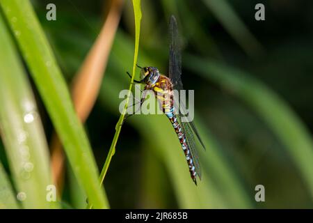 Migrant hawker (Aeshna mixta) male, smaller species of hawker dragonflies, resting on leaf of aquatic plant along creek / stream in summer Stock Photo