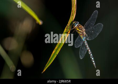 Migrant hawker (Aeshna mixta) male, smaller species of hawker dragonflies, resting on leaf of aquatic plant along creek / stream in summer Stock Photo